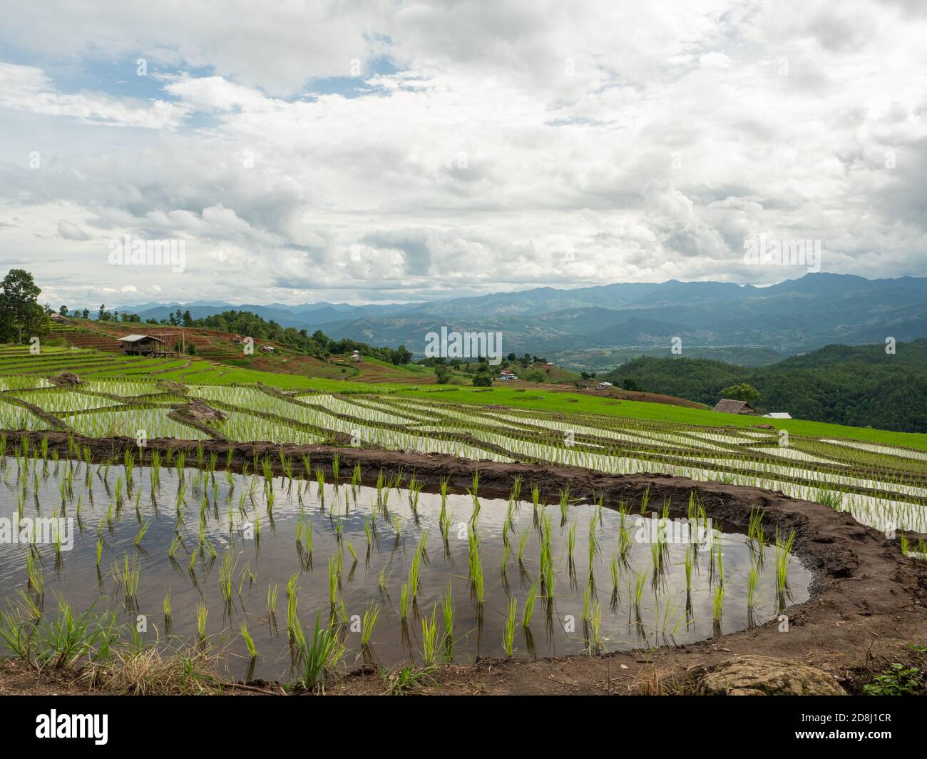 Ridge rice field in thailand hi-res stock photography and images - Alamy