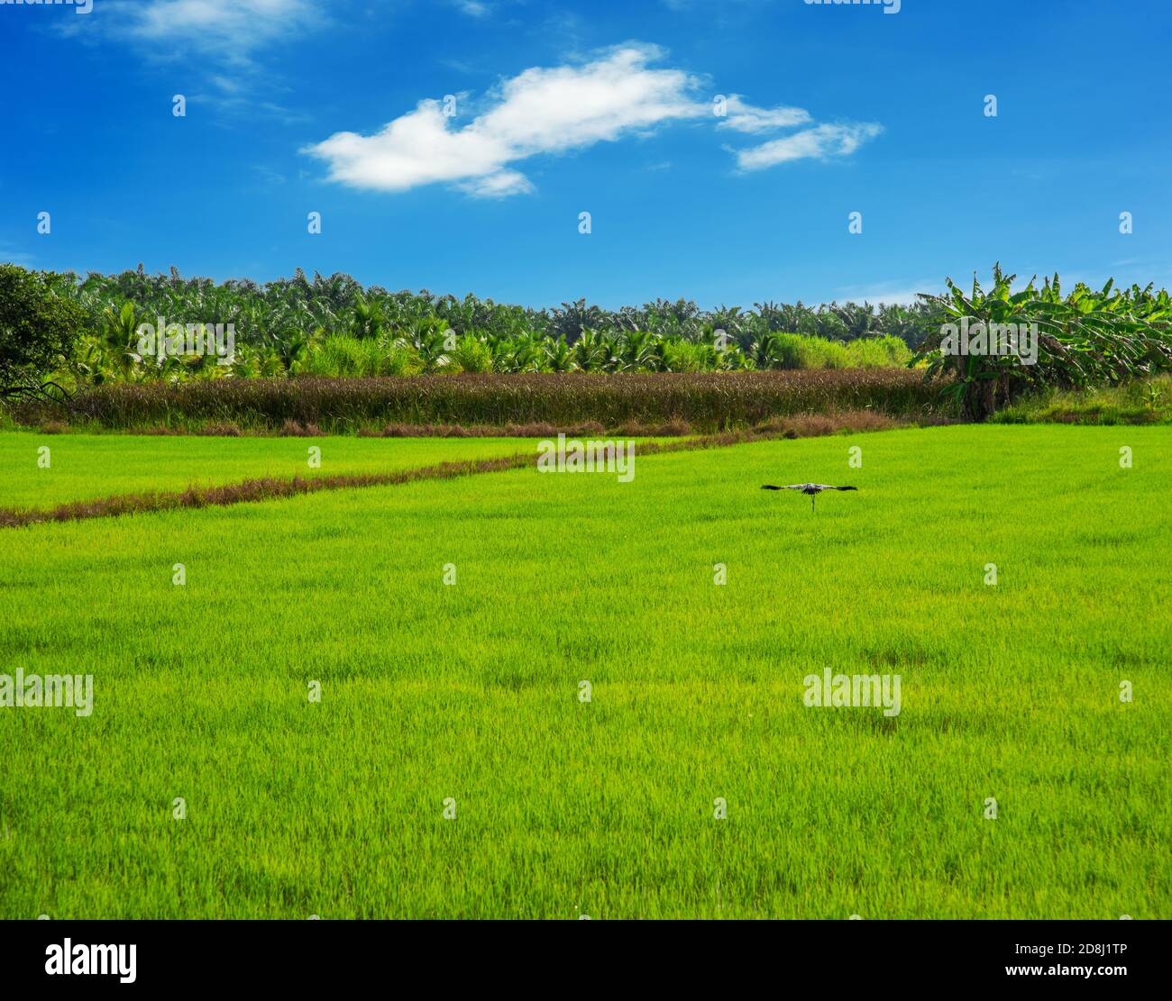 Rice field, Agriculture, paddy, with white cloud and blue sky Stock ...