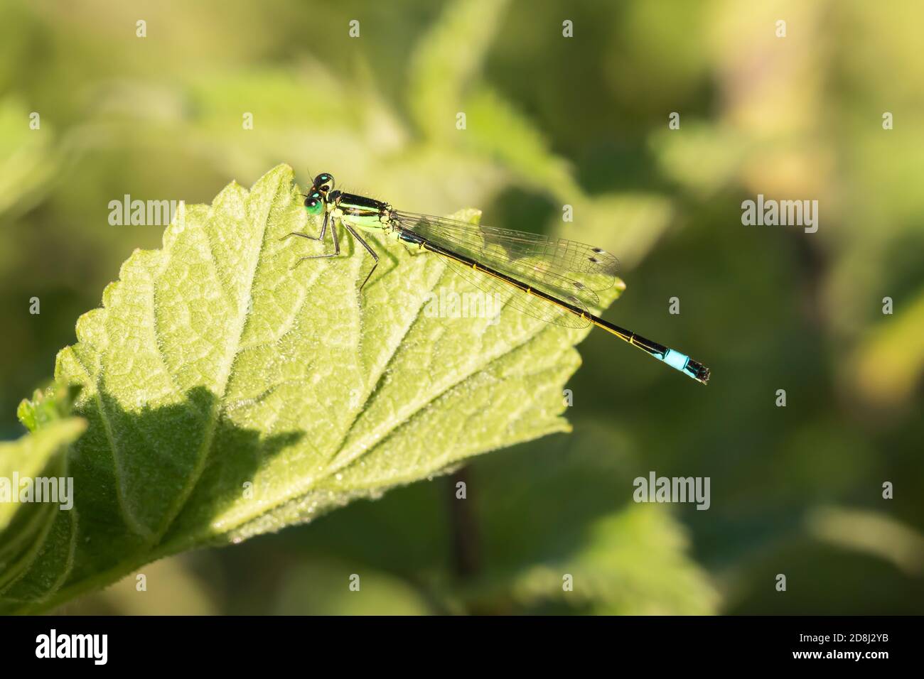 Blue-tailed Damselfly perched on a leaf Stock Photo