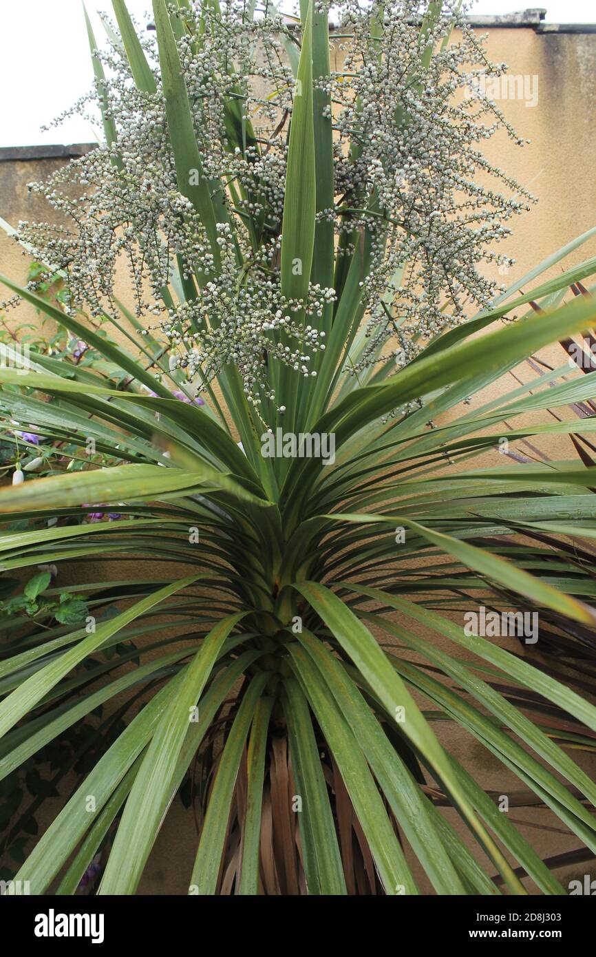 Dracaena spike plant in bloom , latin name cordyline indivisa Stock Photo