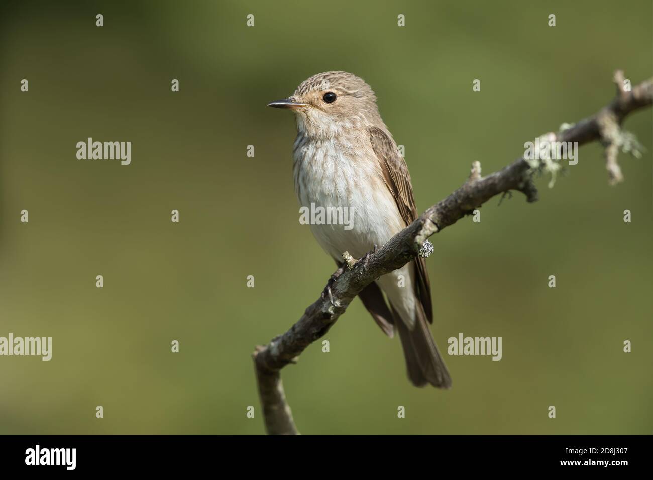 Spotted Flycatcher perched on a branch Stock Photo