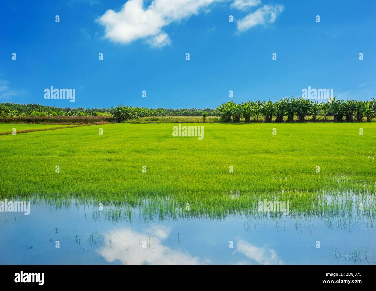 Rice field, Agriculture, paddy, with white cloud and blue sky Stock ...
