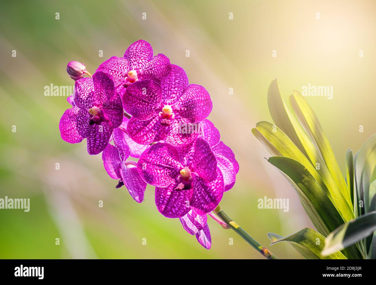 Orchid, Vanda sanderiana, considered, As the Queen of Philippine, Orchid flowers on blurred green nature background, Macro Stock Photo
