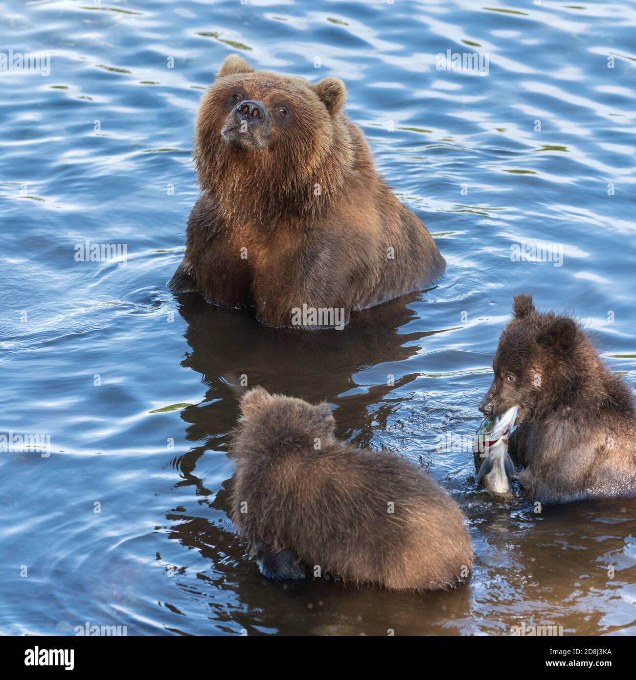 Mother Kamchatka brown bear with two cubs catches red salmon fish in ...