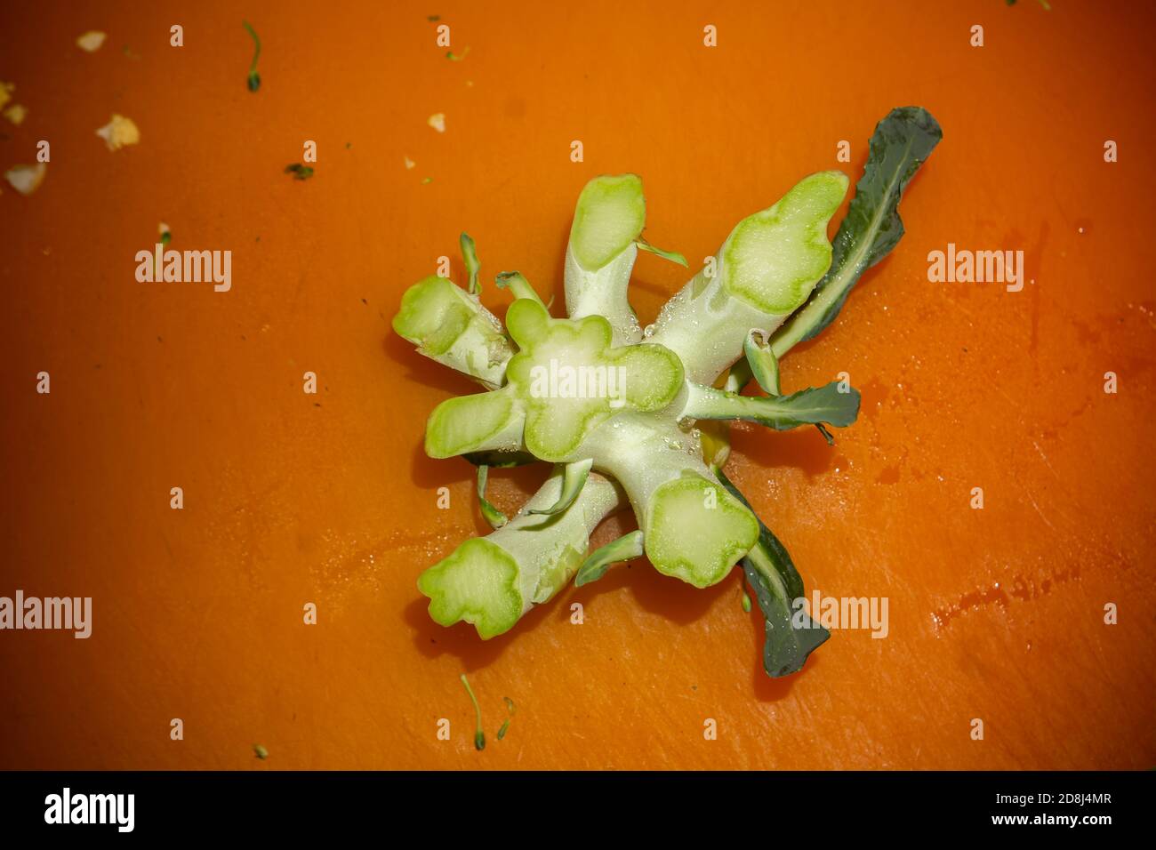 The end of a trimmed broccoli crown in New York on Thursday, October 22, 2020. (© Richard B. Levine) Stock Photo