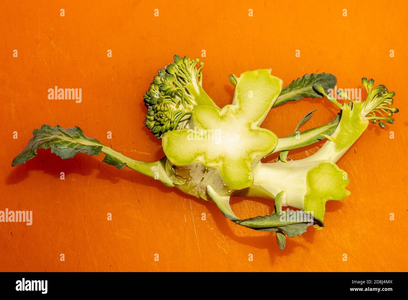 The end of a trimmed broccoli crown in New York on Wednesday, October 28, 2020. (© Richard B. Levine) Stock Photo