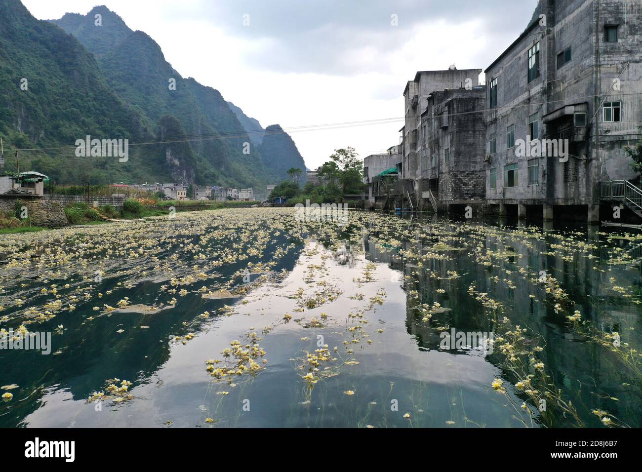 Du'an. 28th Oct, 2020. Aerial photo taken on Oct. 28, 2020 shows a view of the blooming Ottelia acuminata on the Chengjiang River in Daxing Town of Du'an Yao Autonomous County, south China's Guangxi Zhuang Autonomous Region. Ottelia acuminata, an aquatic species endemic to China, is in full bloom recently on Chengjiang River recently. Credit: Lu Boan/Xinhua/Alamy Live News Stock Photo