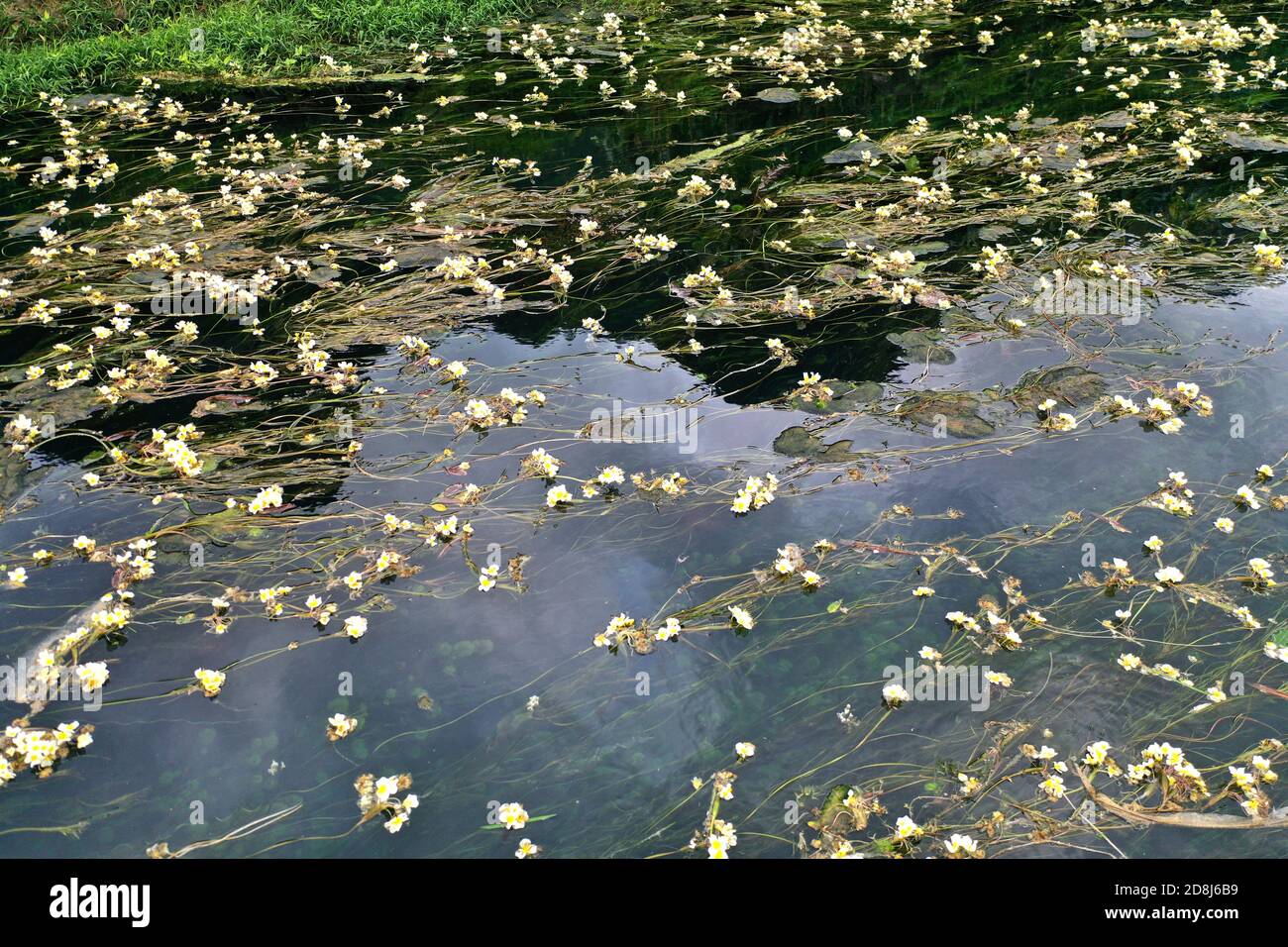 Du'an. 28th Oct, 2020. Aerial photo taken on Oct. 28, 2020 shows a view of the blooming Ottelia acuminata on the Chengjiang River in Daxing Town of Du'an Yao Autonomous County, south China's Guangxi Zhuang Autonomous Region. Ottelia acuminata, an aquatic species endemic to China, is in full bloom recently on Chengjiang River recently. Credit: Lu Boan/Xinhua/Alamy Live News Stock Photo