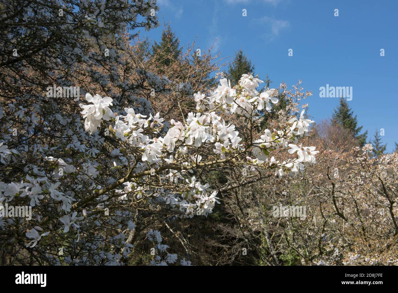 Spring Flowering White Flowers on a Northern Japanese Magnolia Tree (Magnolia kobus) Growing in a Woodland Garden in Rural Devon, England, UK Stock Photo
