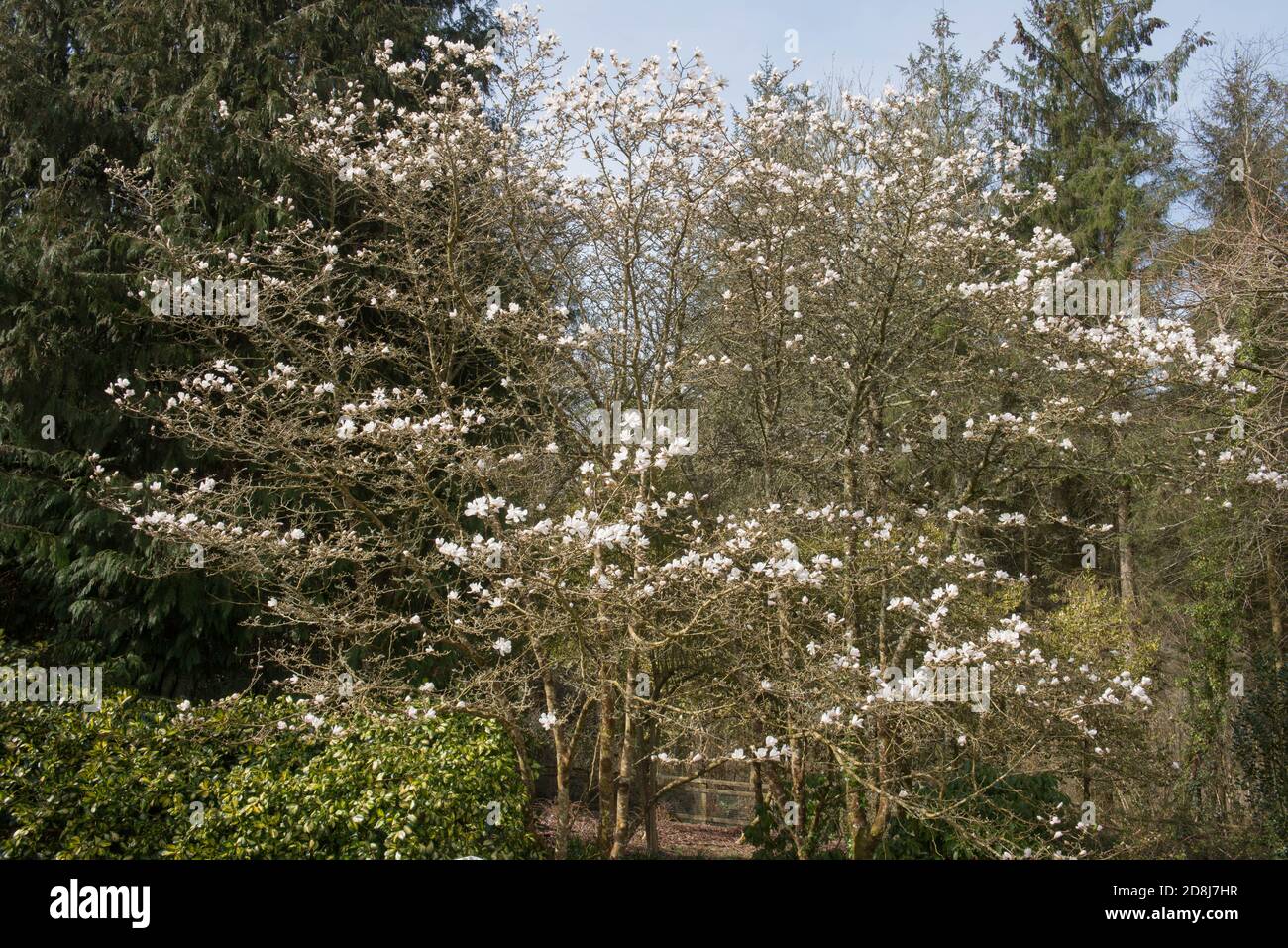 Spring Flowering White Flowers on a Northern Japanese Magnolia Tree (Magnolia kobus) Growing in a Woodland Garden in Rural Devon, England, UK Stock Photo