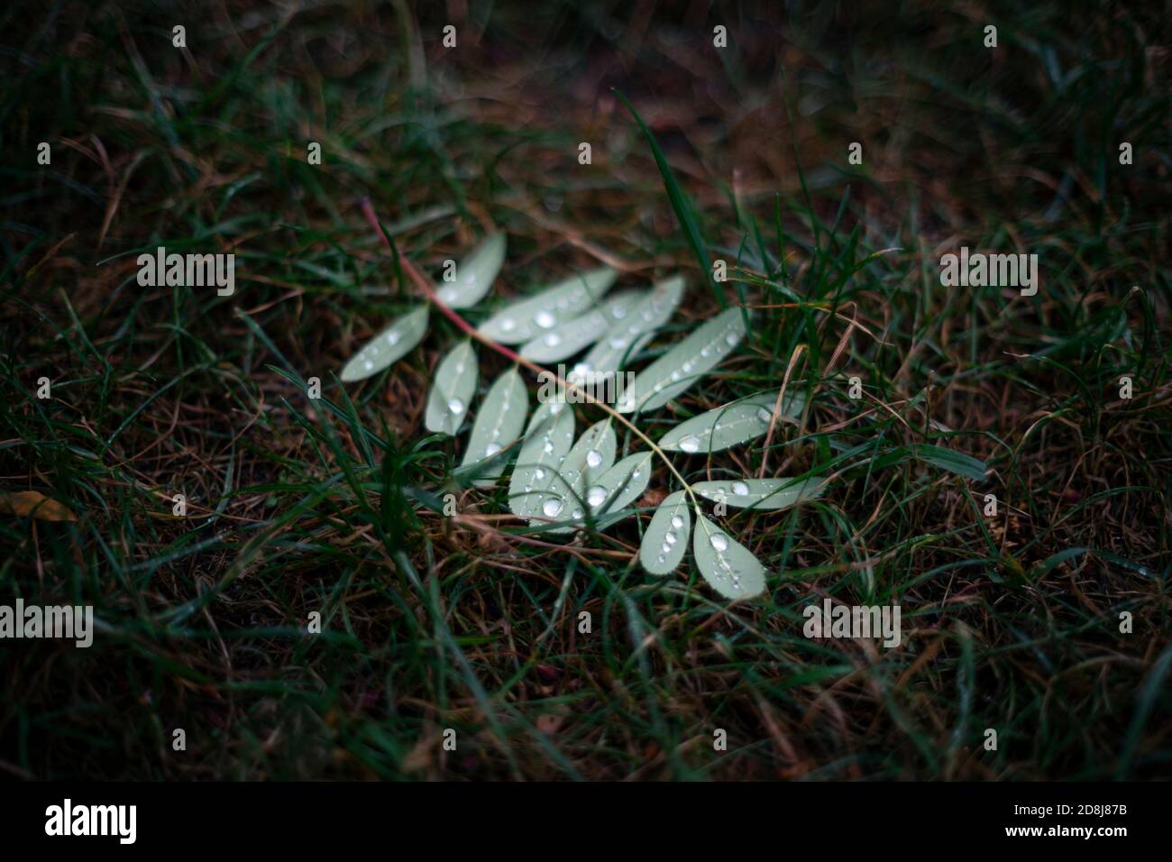 Leaves on a stem hi-res stock photography and images - Alamy