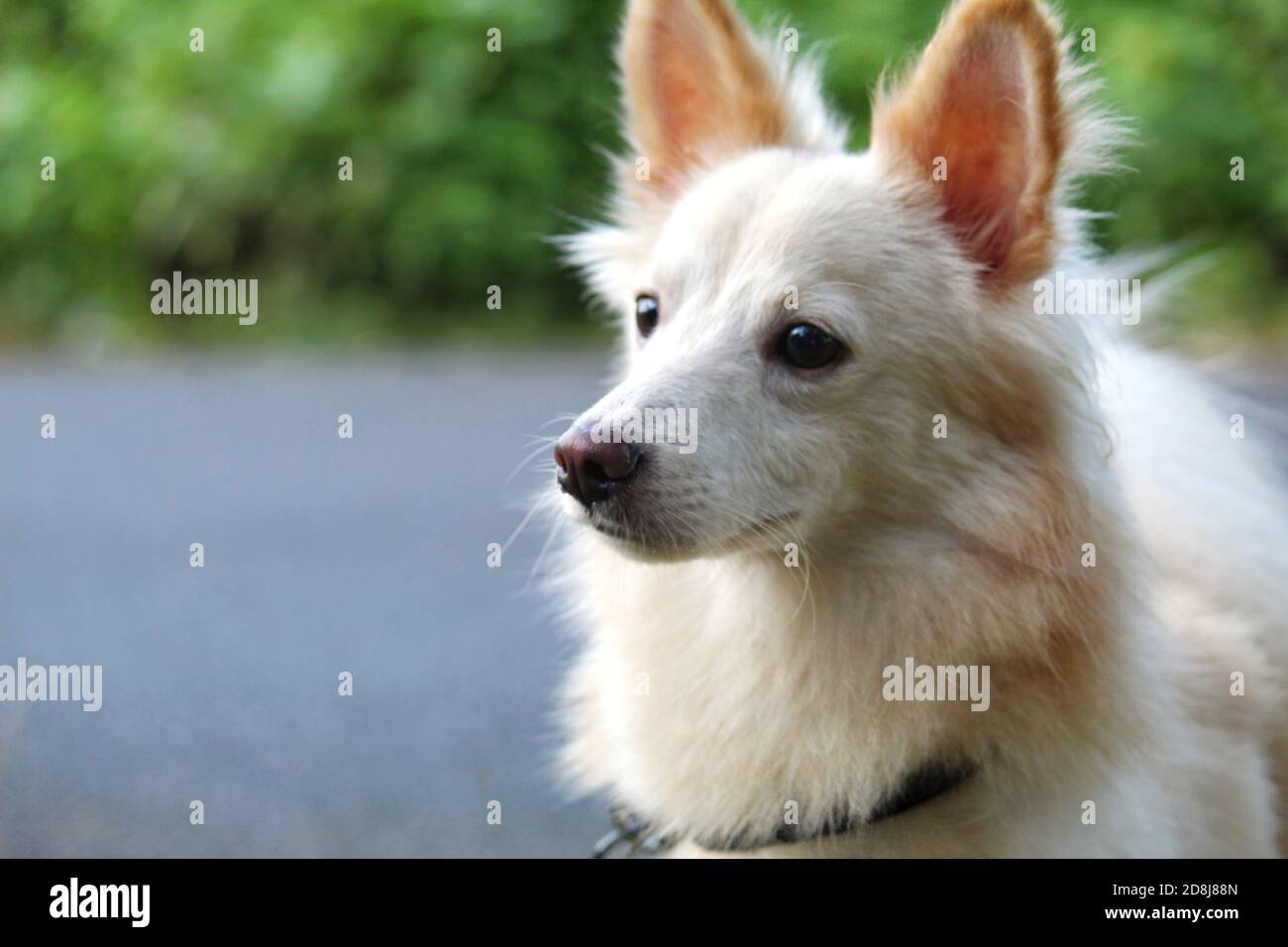 cute white hairy samoyed dog in nice background Stock Photo Alamy