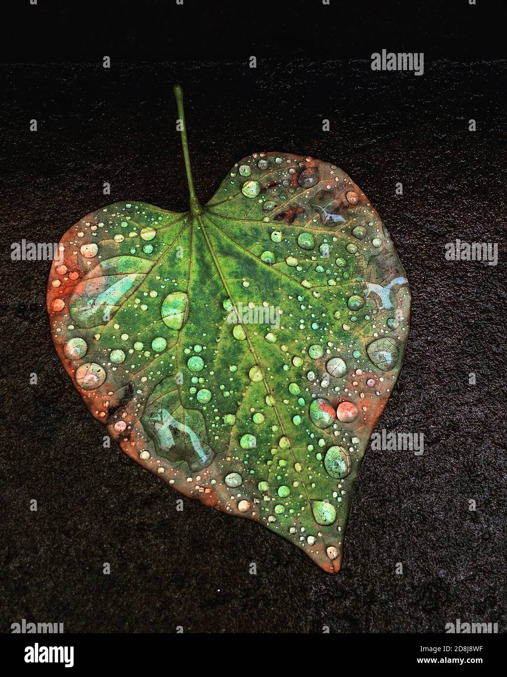 Heart-Shaped Leaf with Water Droplets Stock Photo