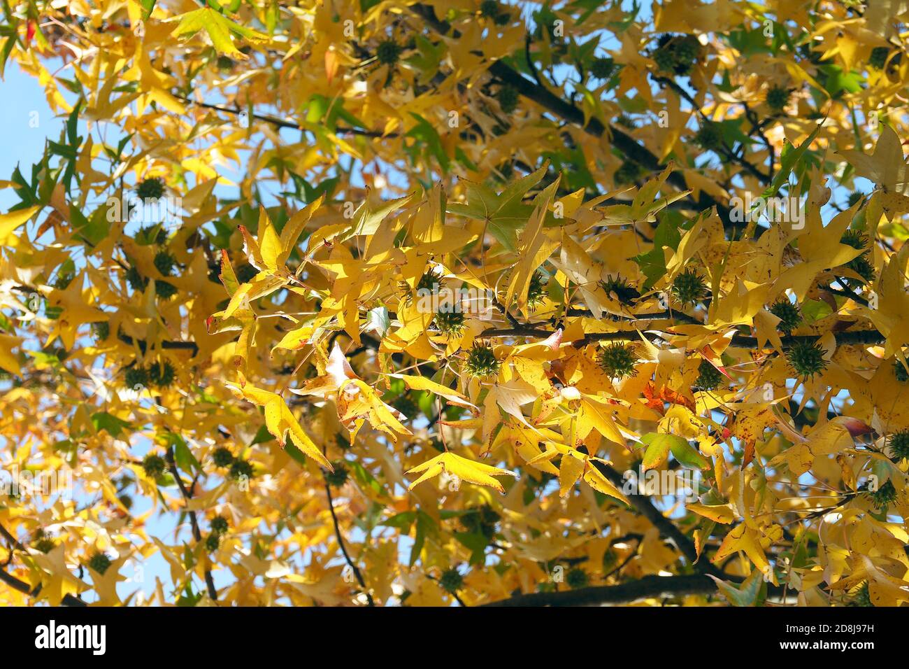 American sweetgum, Amerikanische Amberbaum, Liquidambar styraciflua