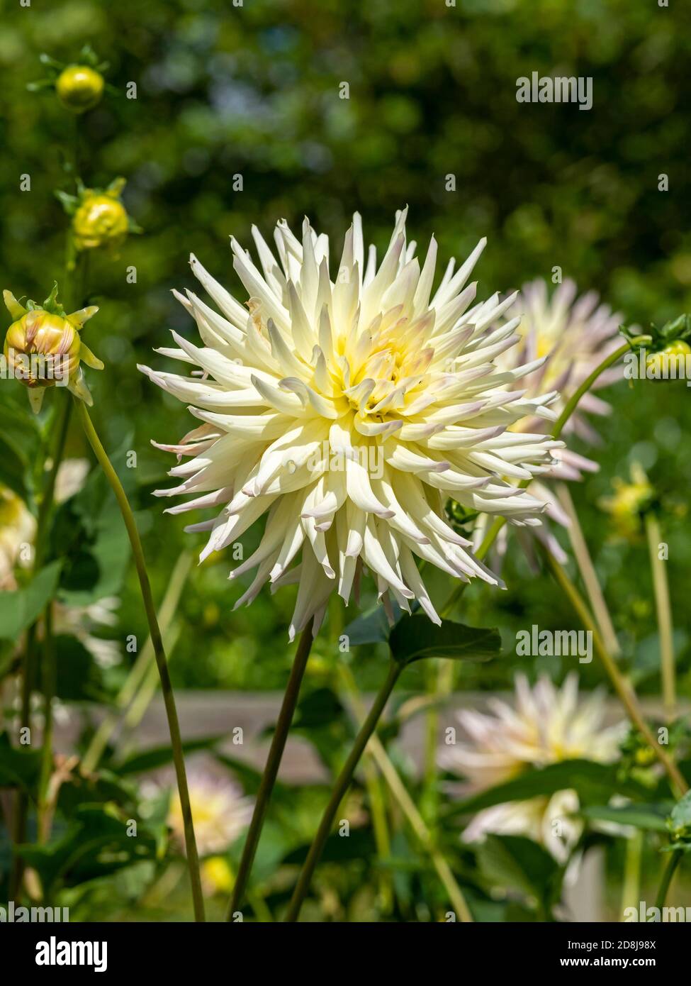 Pale yellow cactus Dahlia flower and buds in a garden Stock Photo
