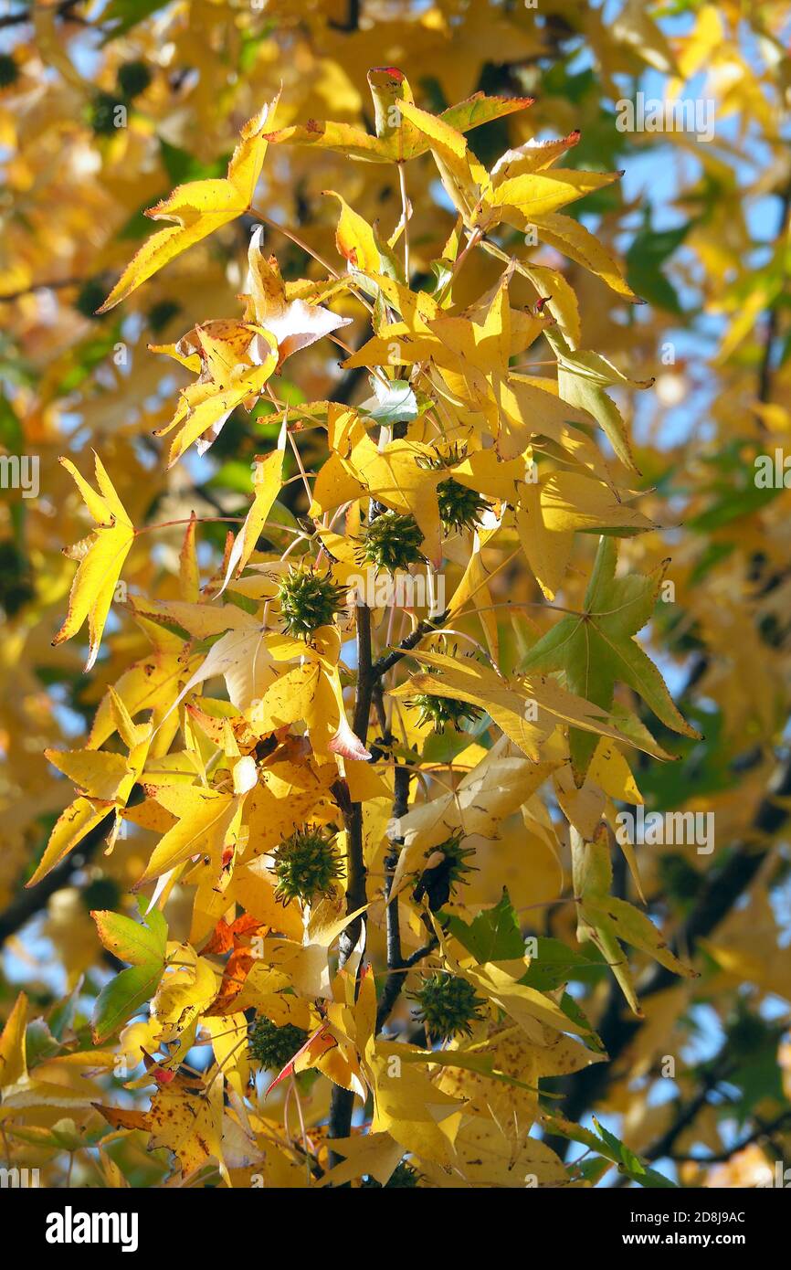 American sweetgum, Amerikanische Amberbaum, Liquidambar styraciflua