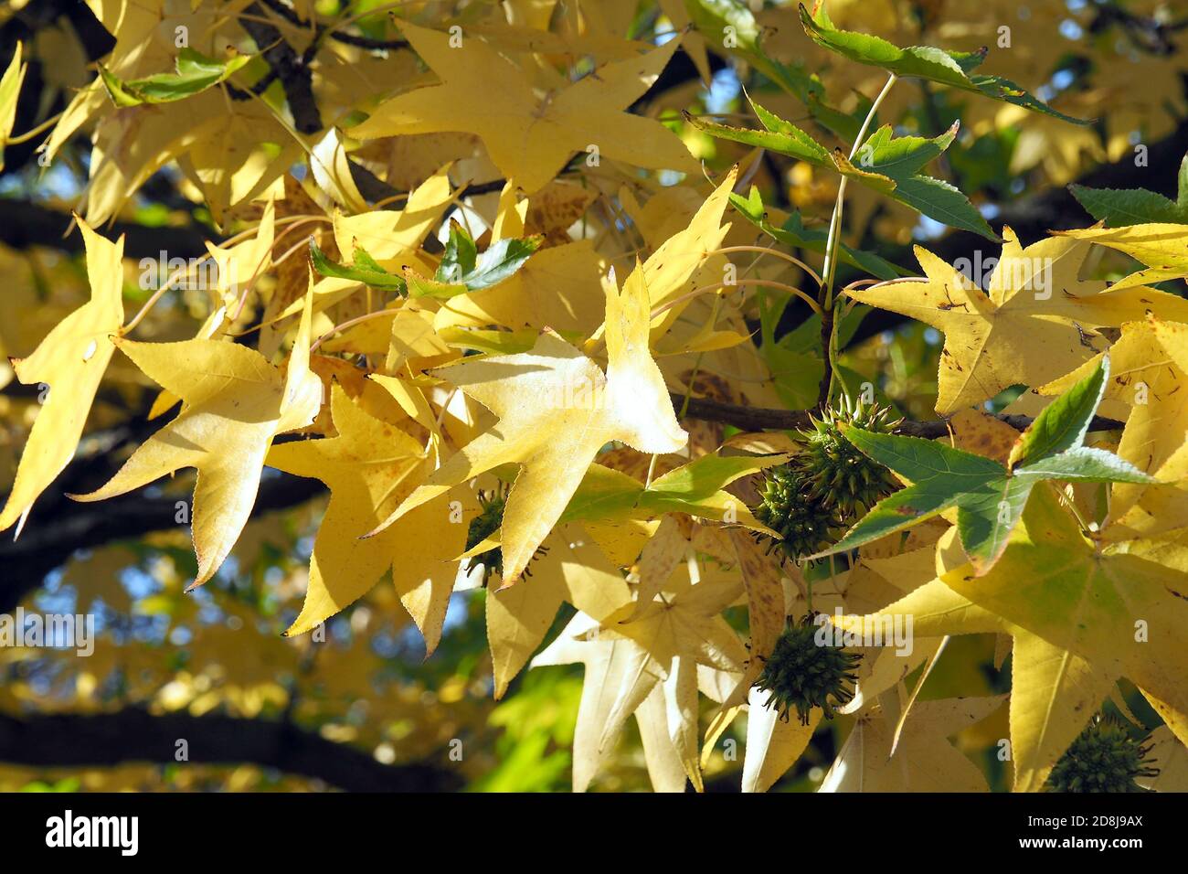 American sweetgum, Amerikanische Amberbaum, Liquidambar styraciflua