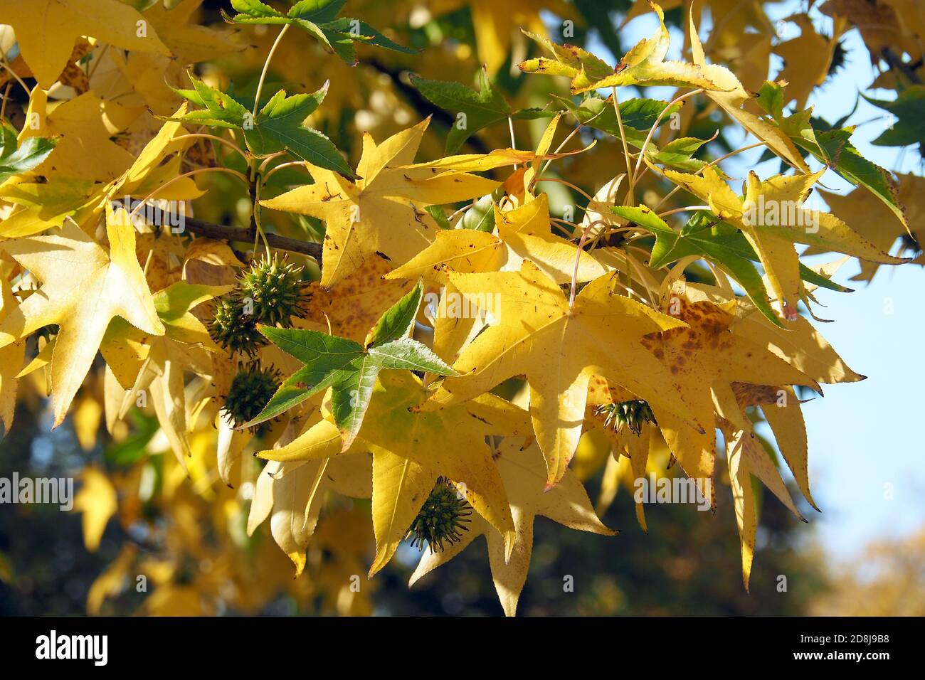 American sweetgum, Amerikanische Amberbaum, Liquidambar styraciflua