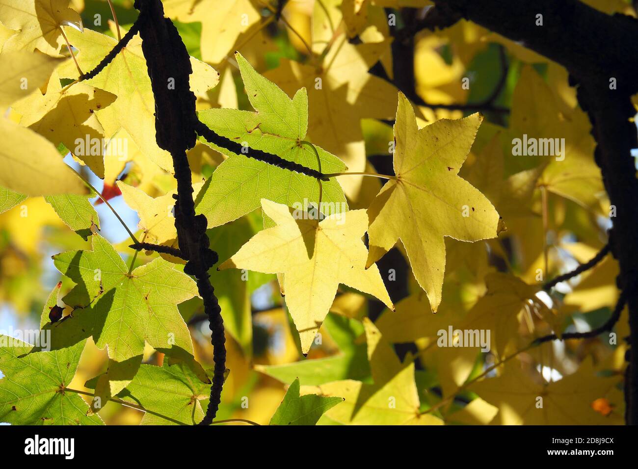 American sweetgum, Amerikanische Amberbaum, Liquidambar styraciflua
