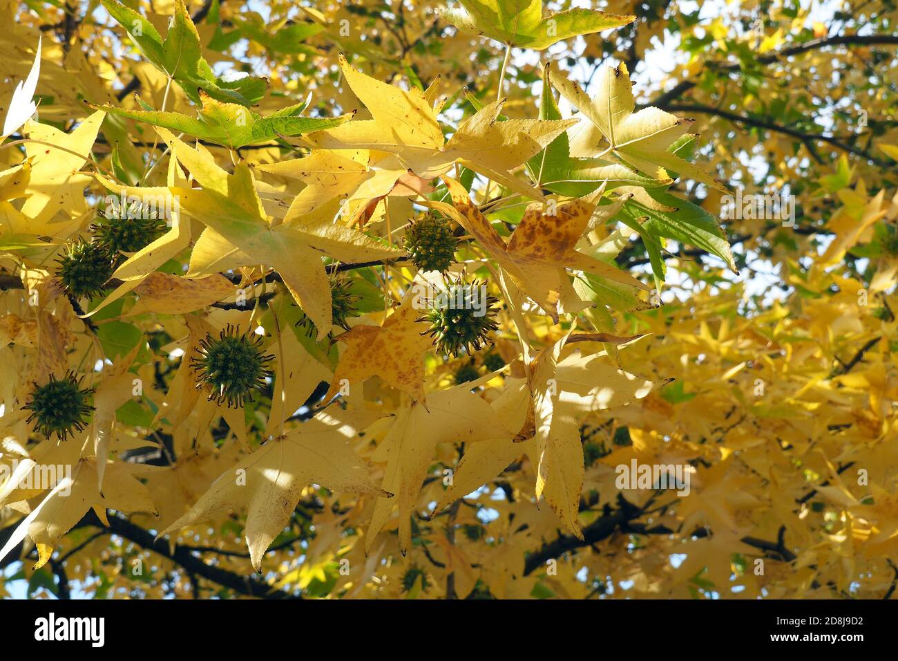 American sweetgum, Amerikanische Amberbaum, Liquidambar styraciflua