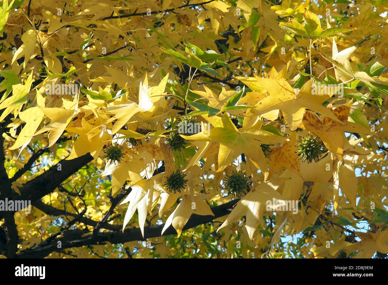 American sweetgum, Amerikanische Amberbaum, Liquidambar styraciflua
