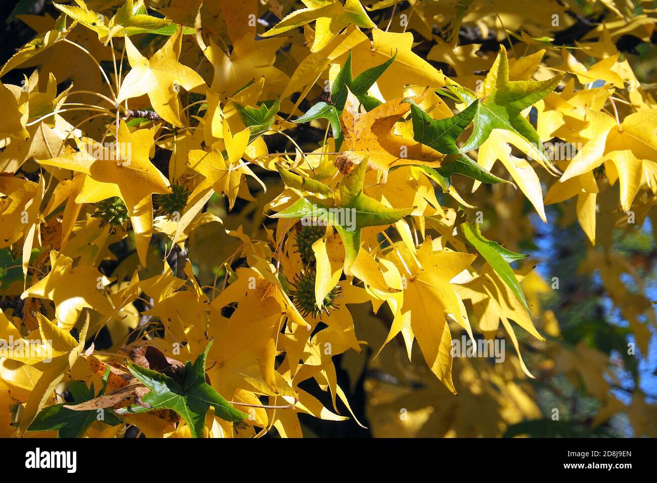 American sweetgum, Amerikanische Amberbaum, Liquidambar styraciflua