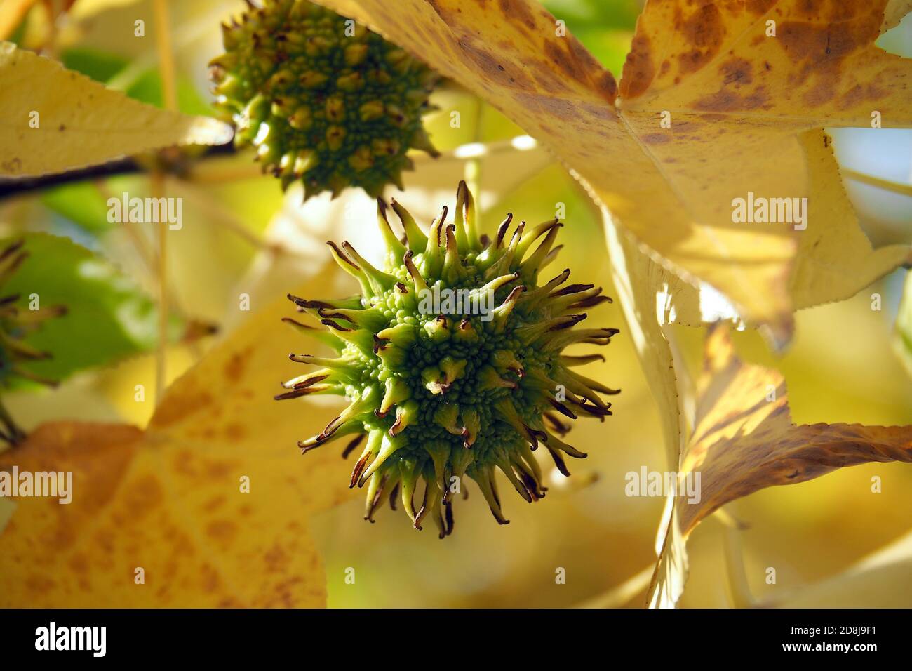 American sweetgum, Amerikanische Amberbaum, Liquidambar styraciflua