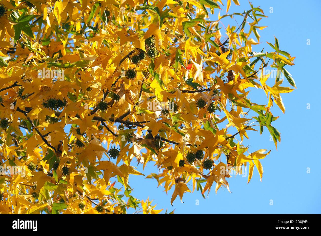 American sweetgum, Amerikanische Amberbaum, Liquidambar styraciflua