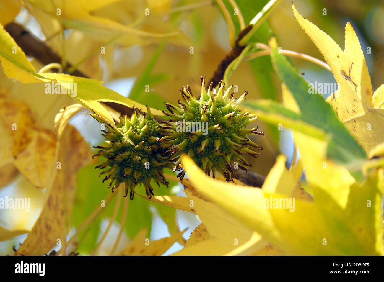 American sweetgum, Amerikanische Amberbaum, Liquidambar styraciflua
