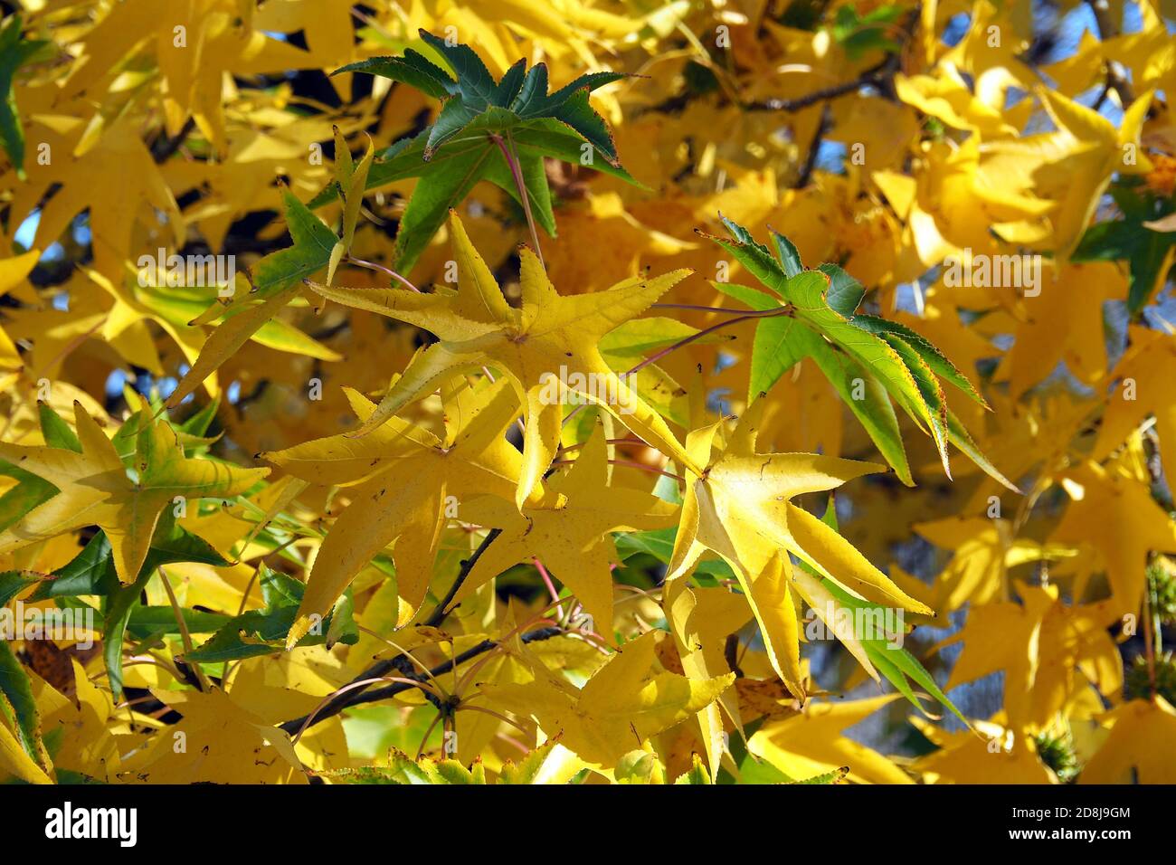 American sweetgum, Amerikanische Amberbaum, Liquidambar styraciflua