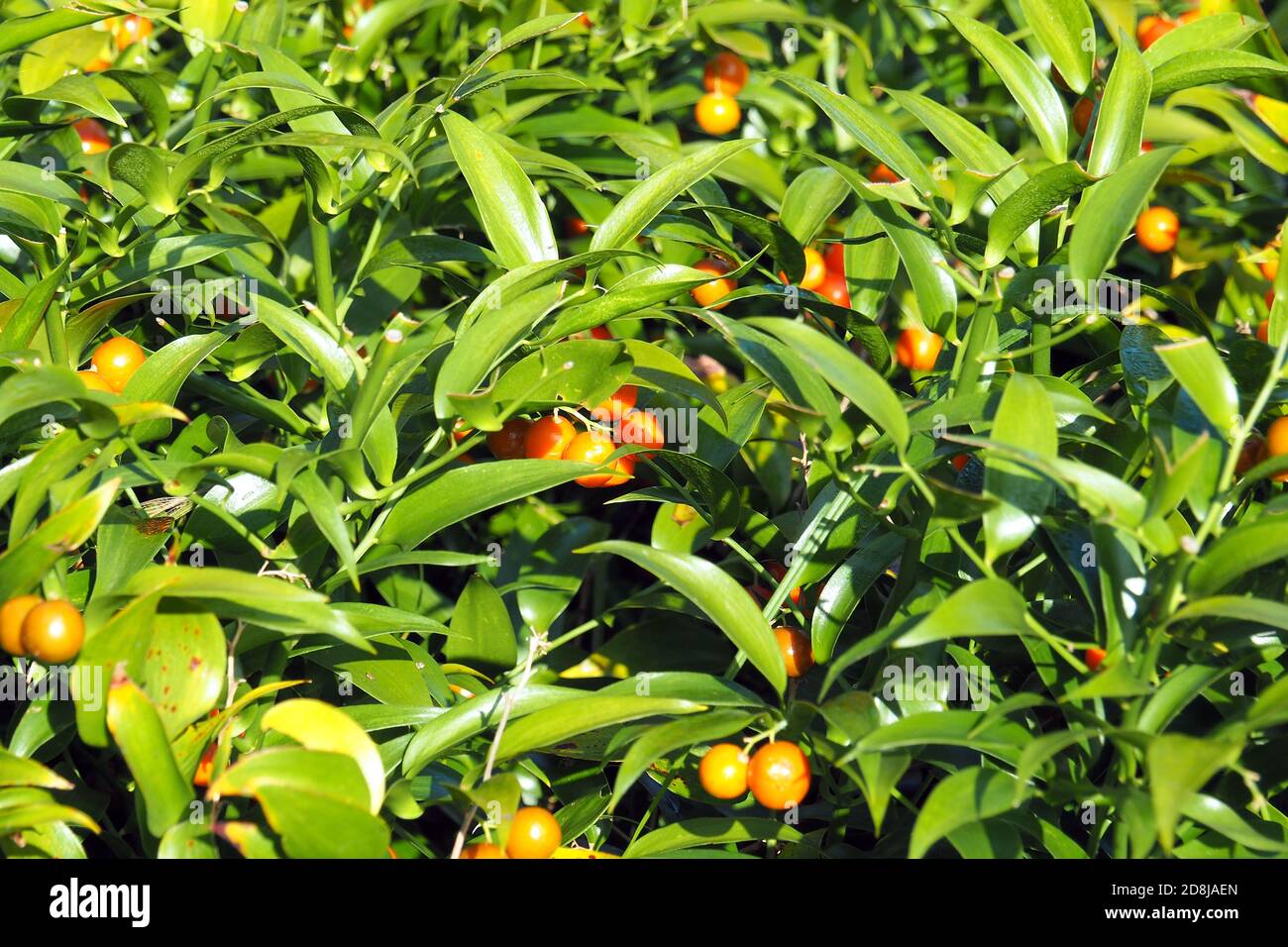 Alexandrian laurel, poet's laurel, Traubendorn, Alexandrinischer Lorbeer, Danae racemosa, perzsa csodabogyó Stock Photo