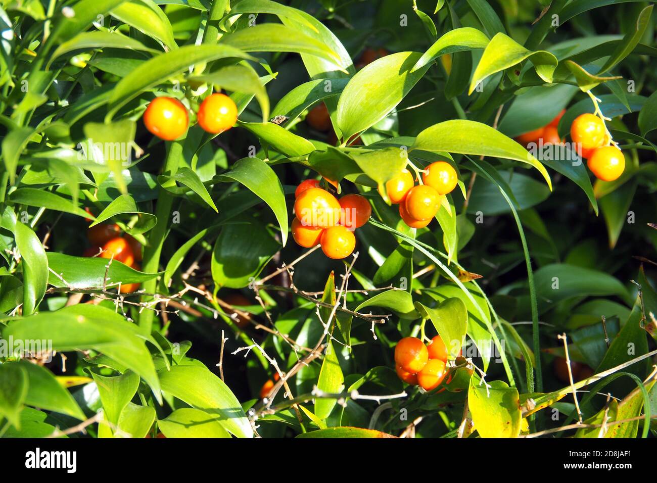 Alexandrian laurel, poet's laurel, Traubendorn, Alexandrinischer Lorbeer, Danae racemosa, perzsa csodabogyó Stock Photo