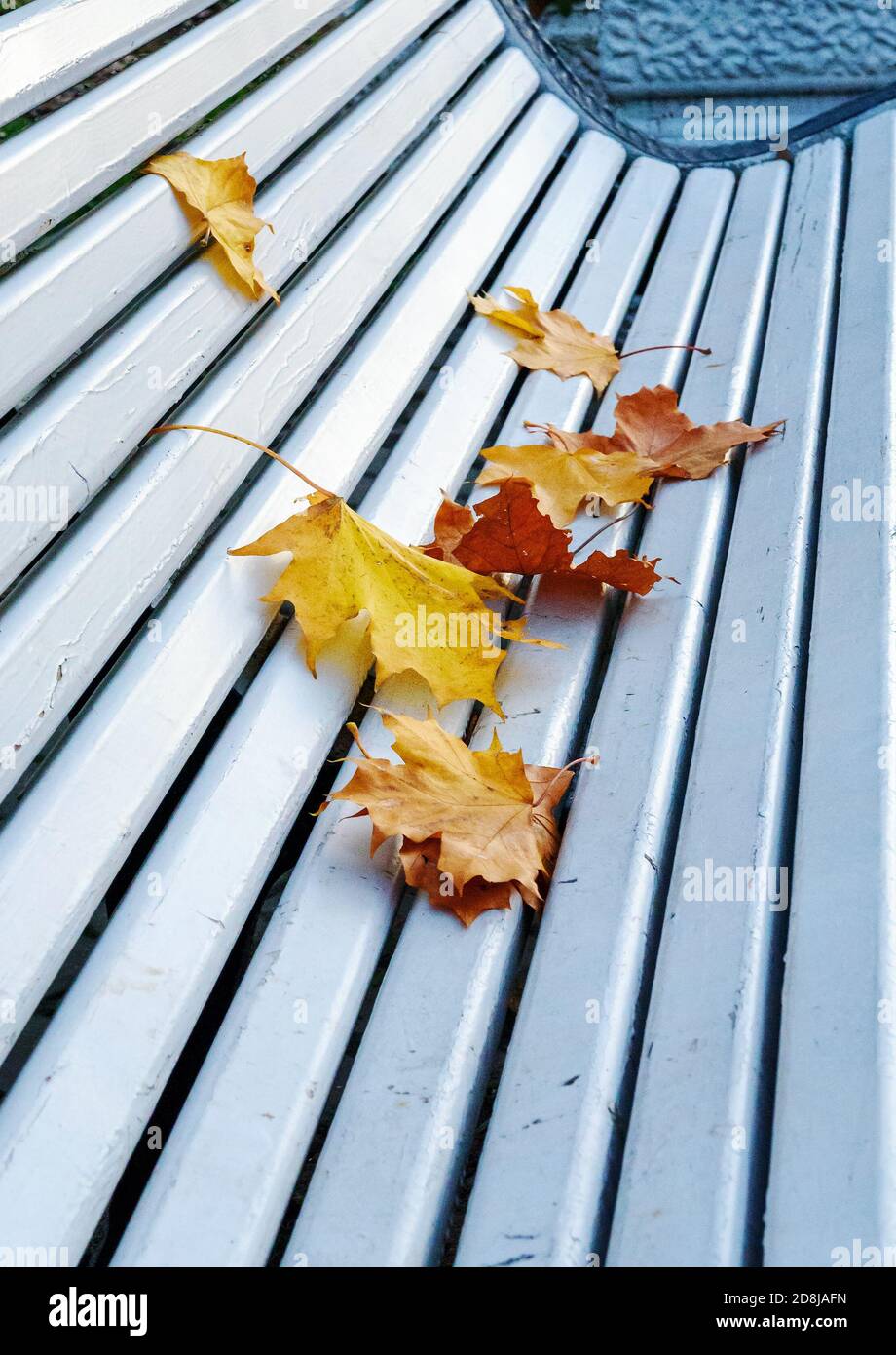 Autumn yellow maple leaves on a white wooden Park bench Stock Photo - Alamy