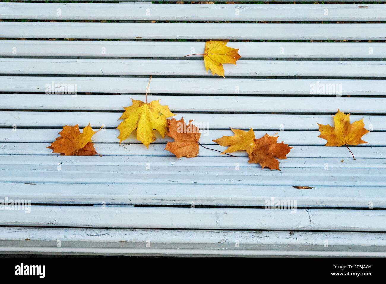 Autumn yellow maple leaves on a white wooden Park bench Stock Photo - Alamy