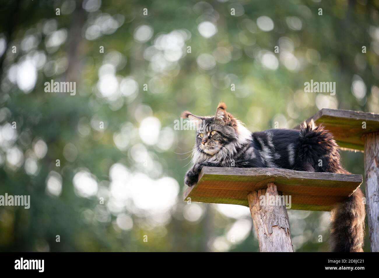 tabby maine coon cat resting on natural scratching post tree plank