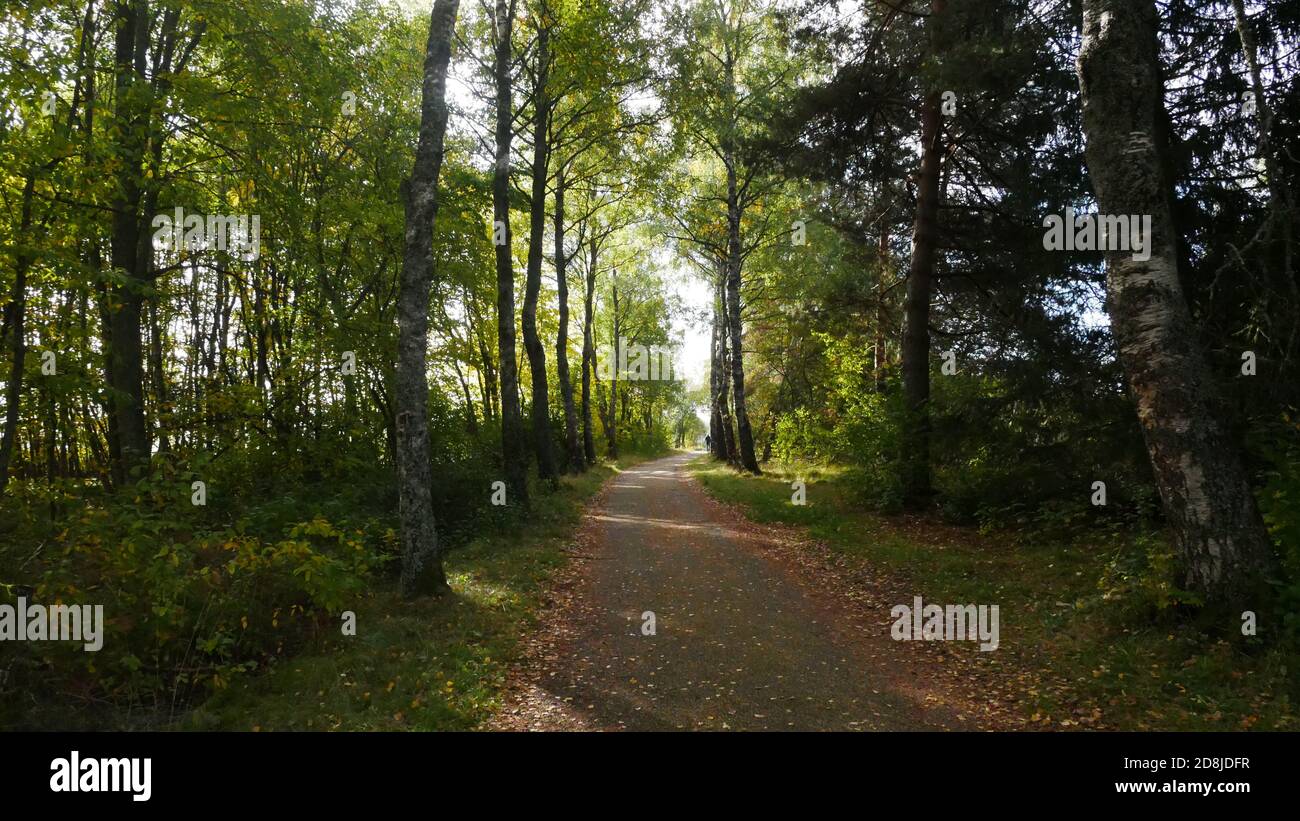 Path leading through a forest with sunbeams shining through Stock Photo ...