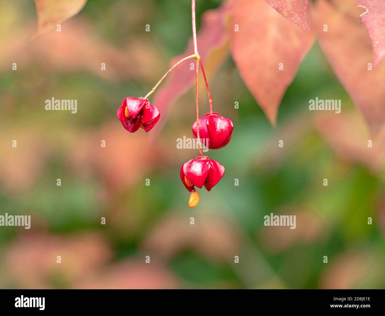 Closeup of bright red Euonymus maximowiczianus berries hanging on a shrub with one berry splitting open Stock Photo