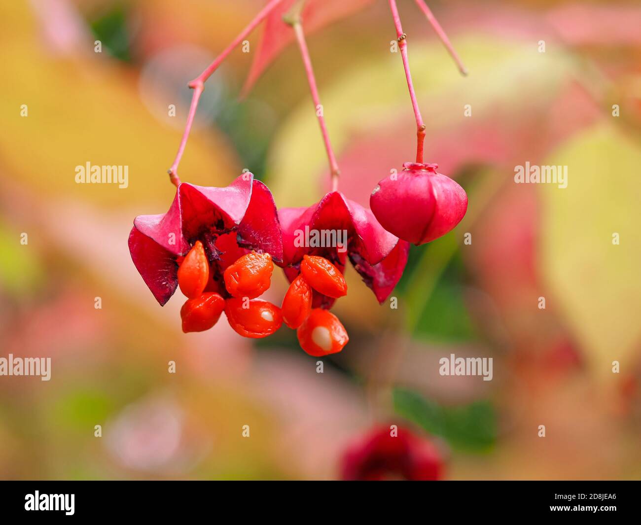 Closeup of bright red Euonymus maximowiczianus berries splitting open on a shrub Stock Photo
