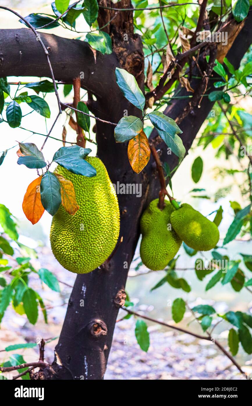 some unripe jackfruit ranging in size from large to small Stock Photo