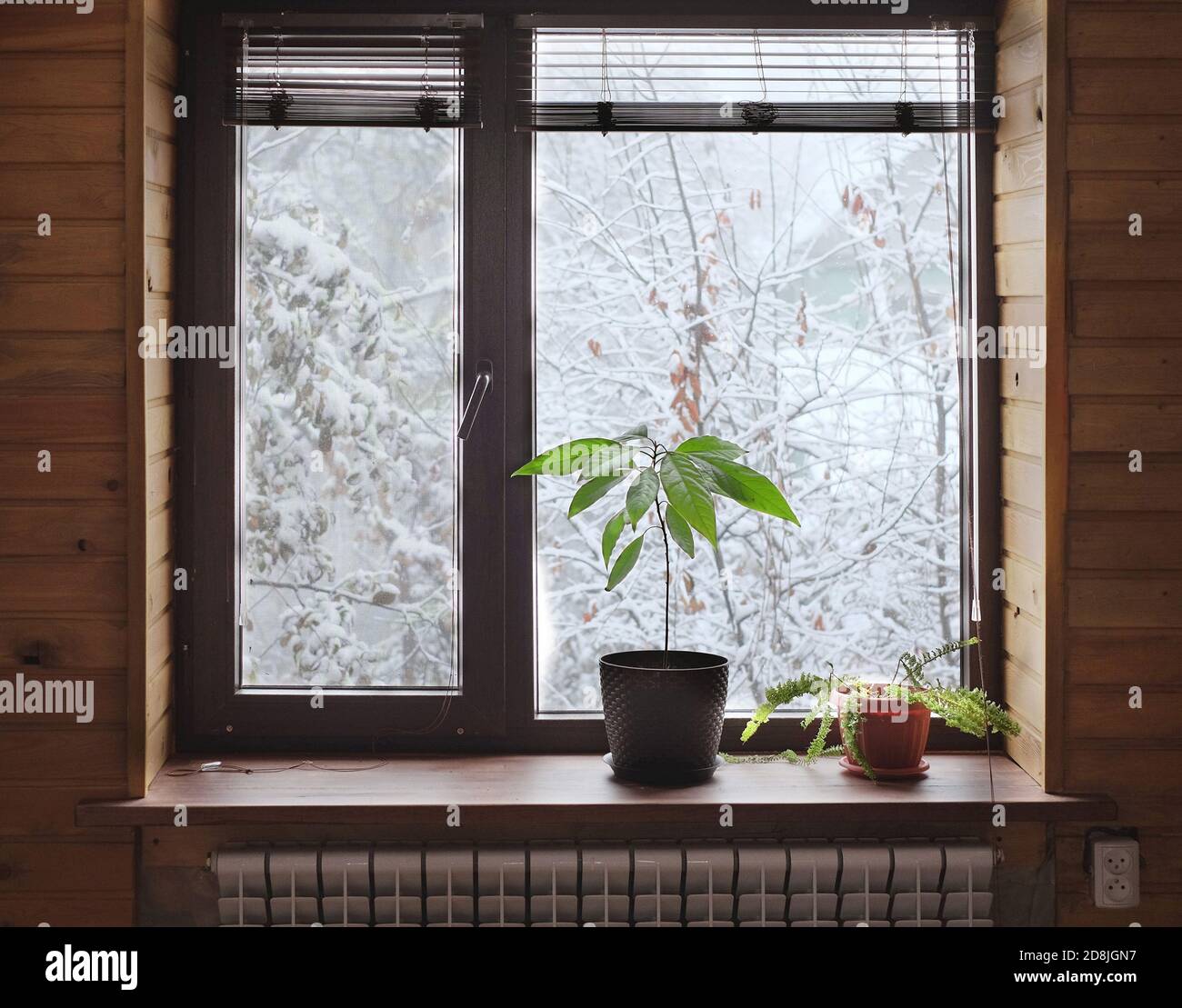 plants on the window sill and winter landscape outside the window Stock Photo
