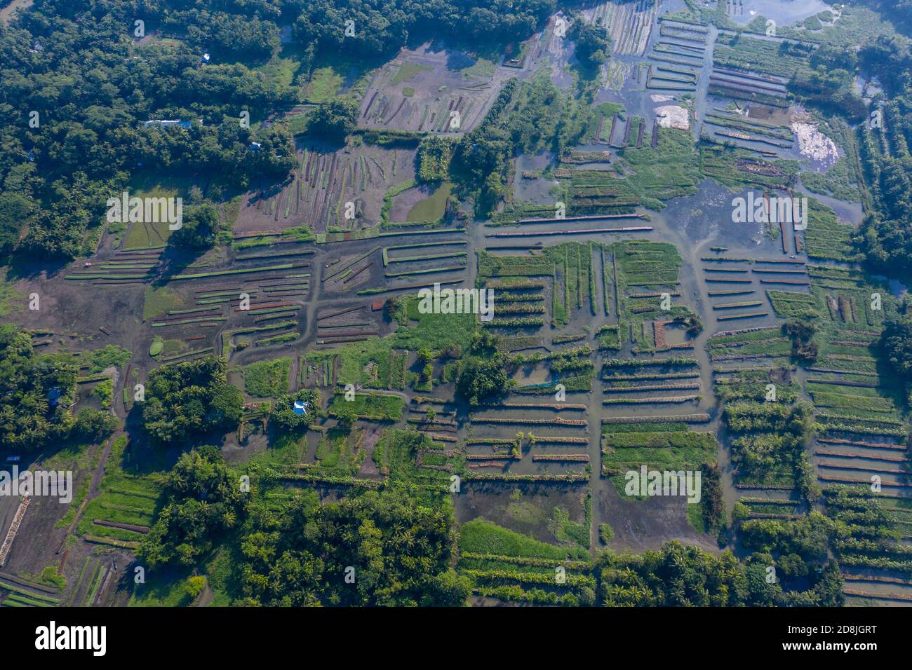 Floating vegetable beds at Najirpur in Pirojpur, Bangladesh. Floating