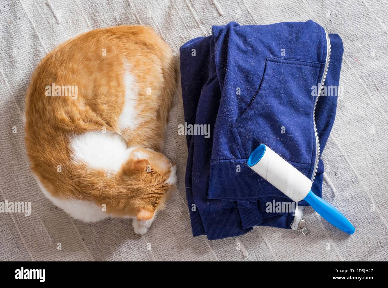 Cat shedding, lint remover and blue clothes full of animal's hair Stock Photo Alamy