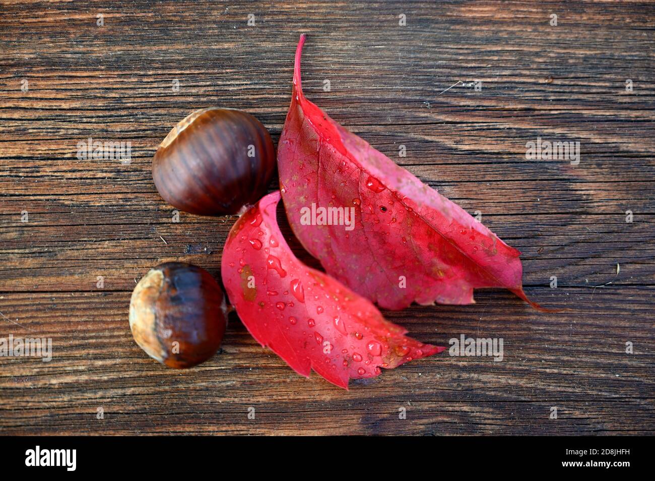 colored autumn composition on a wooden background Stock Photo