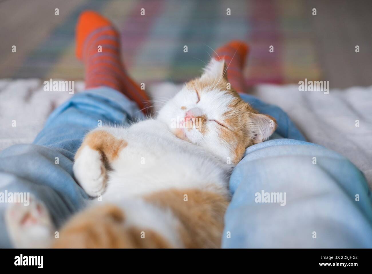 cute cat sleeping on the human's legs Stock Photo