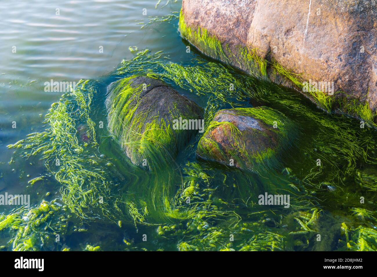 Sea bottom covered green algae hi-res stock photography and images - Alamy