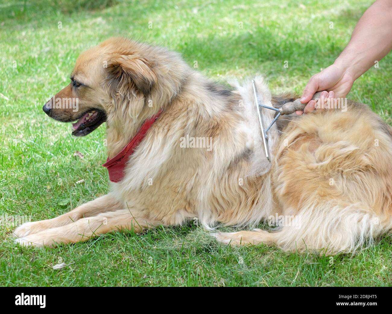 How Do You Brush A Fluffy Dog