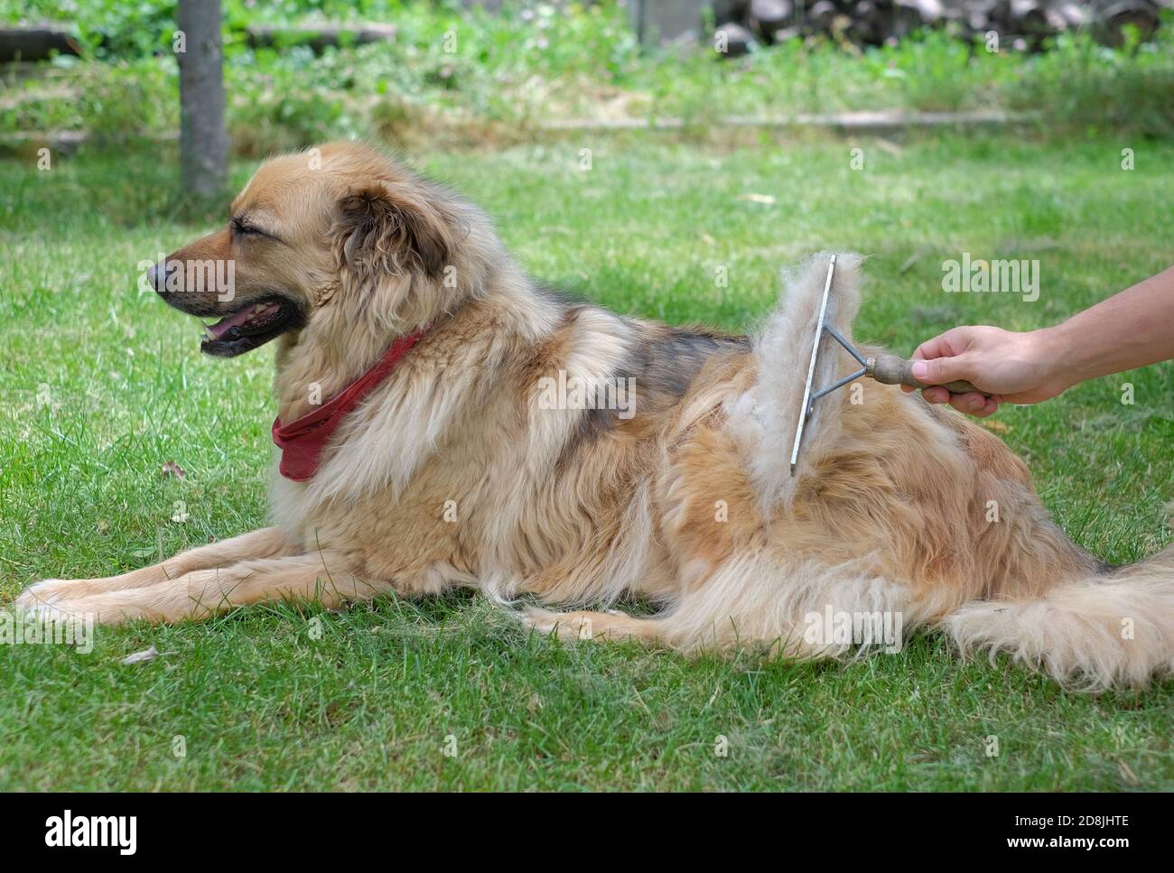 Brushing the big fluffy dog with a brush during shedding Stock Photo