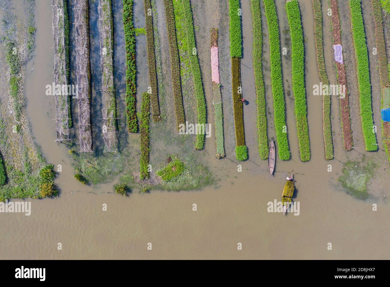 Floating vegetable beds at Najirpur in Pirojpur, Bangladesh. Floating