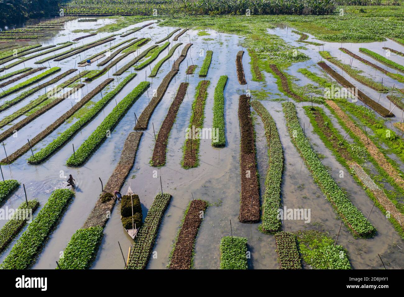Floating vegetable beds at Najirpur in Pirojpur, Bangladesh. Floating
