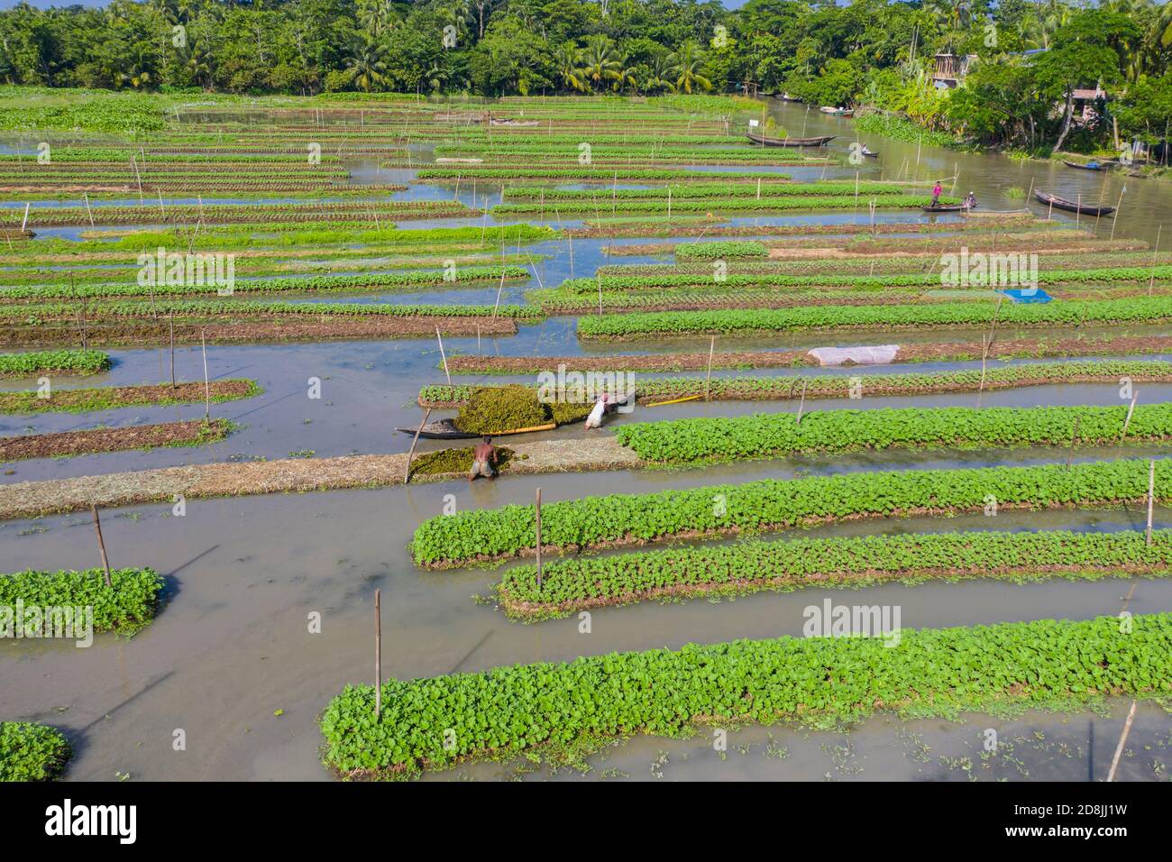 Floating vegetable beds at Najirpur in Pirojpur, Bangladesh. Floating